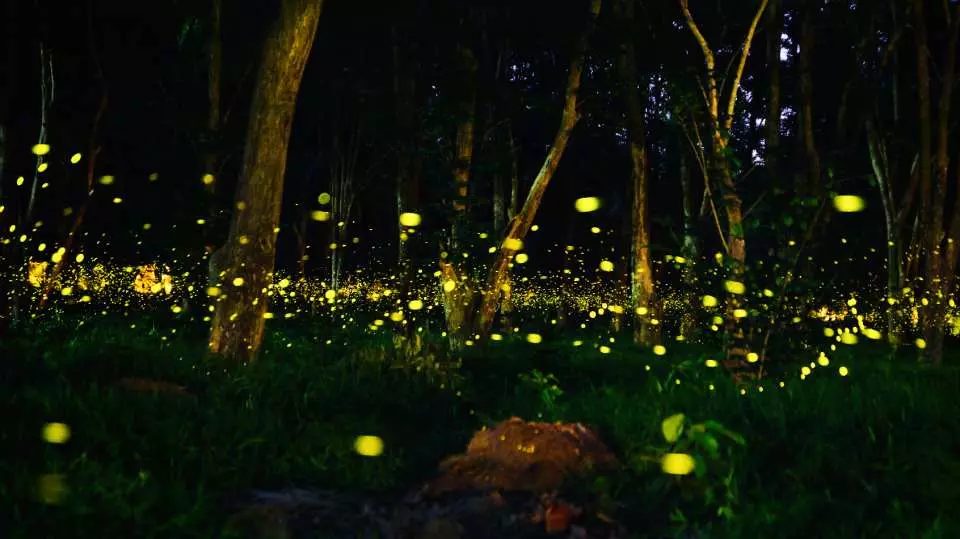 Licurici care luminează copacii de pe malul canalelor din zona Amphawa.