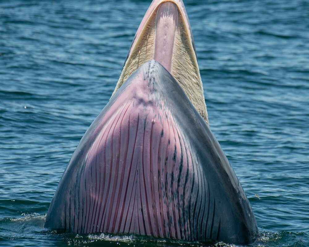Balena lui Bryde la suprafață, aproape de barcă