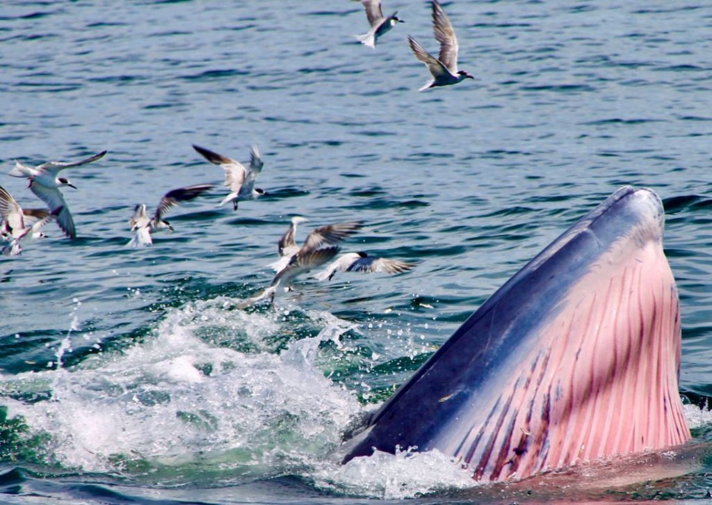 Tur de observare a balenelor în Golful Thailandei