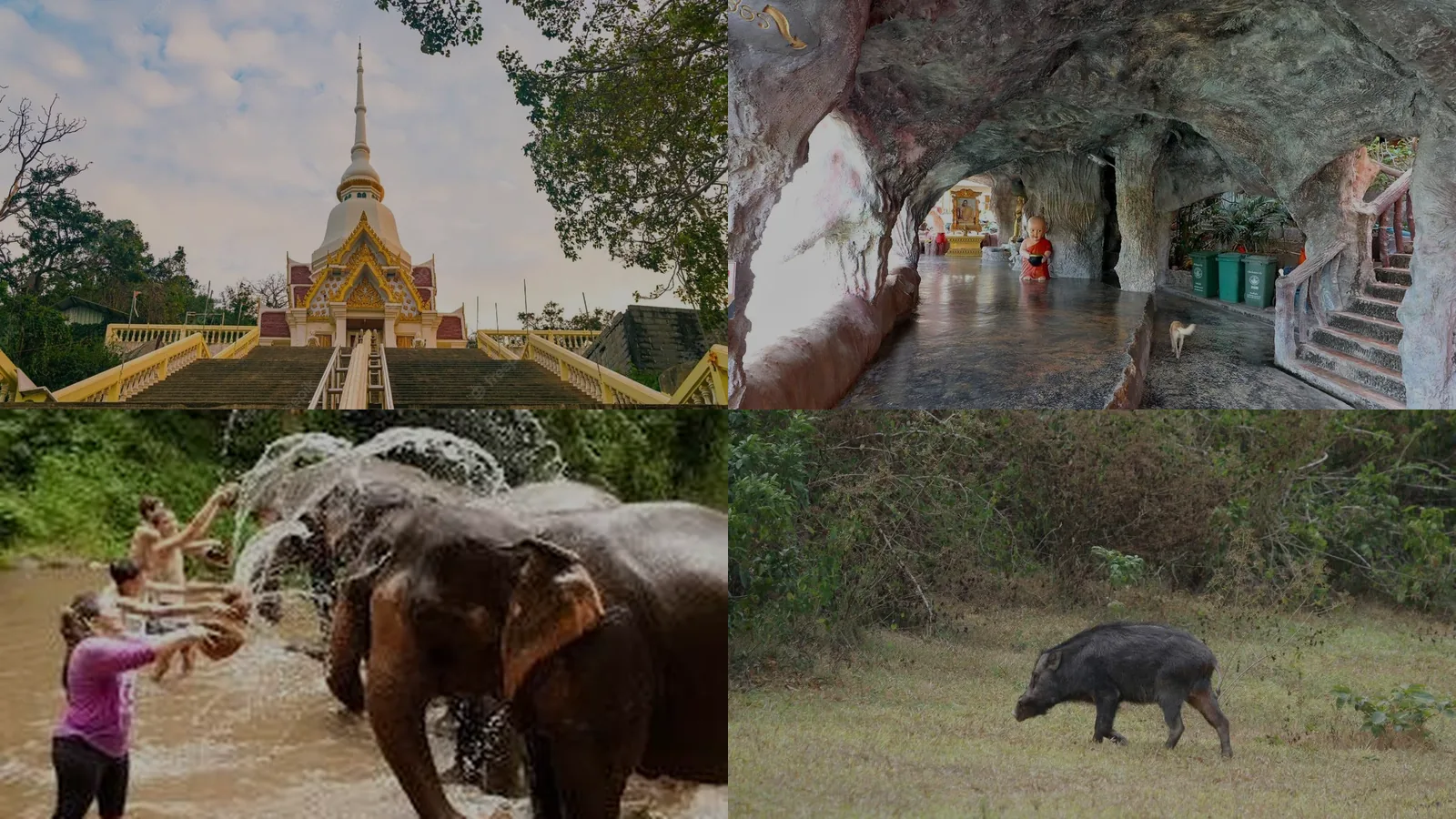 Hua Hin Temples & Wild Elephants Safari