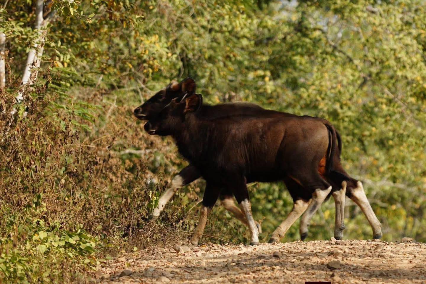Avistamiento de gaur (bóvido salvaje)
