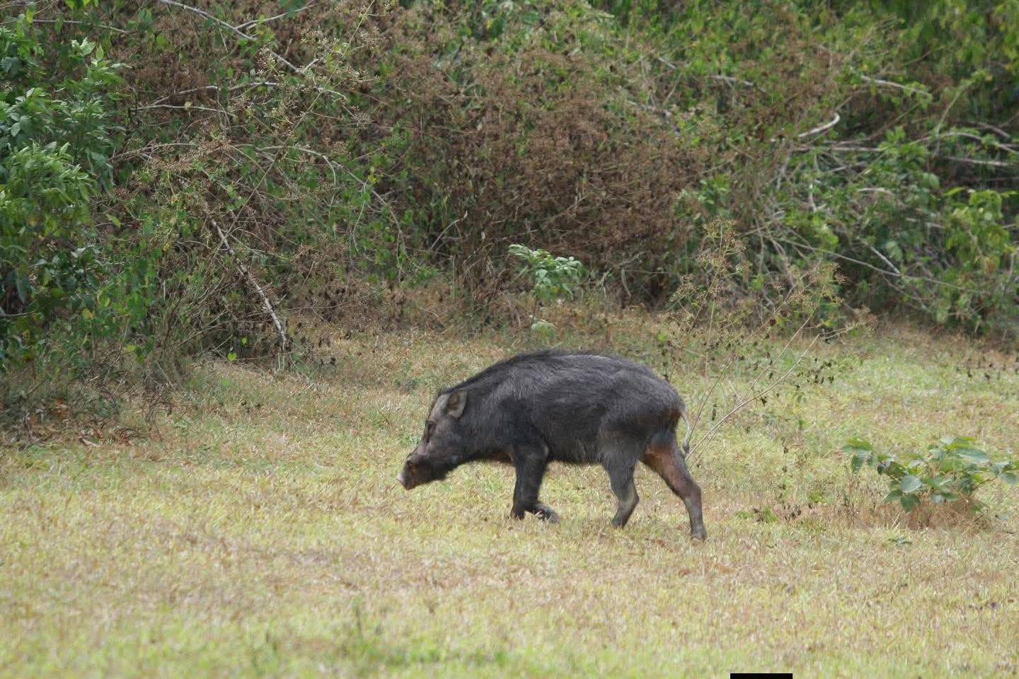 Elefantes en la pradera