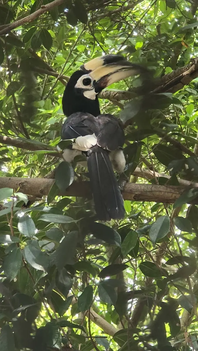 Hornbill in the forest near Kui Buri