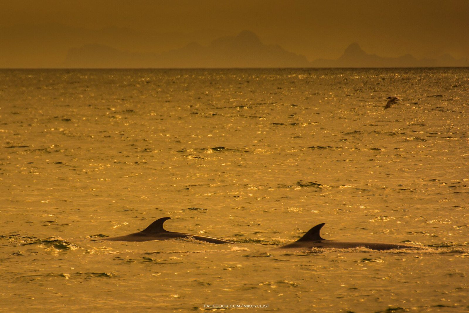 Bryde’s whales at Bang Tabun, Phetchaburi.
